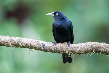 Fototapeta premium Scarlet-rumped Cacique (Cacicus uropygialis) in Natural Habitat of Costa Rica