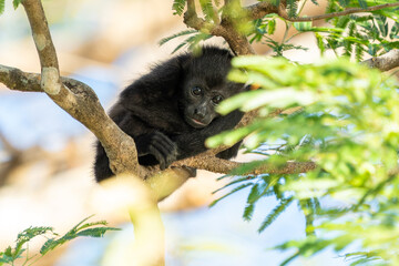 Baby Howler Monkey (Alouatta palliata) in Costa Rican Rainforest