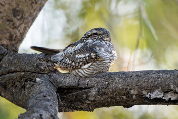 Lesser Nighthawk (Chordeiles acutipennis) Perched on Branch in Costa Rica