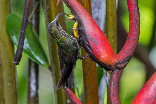 White-tipped Sicklebill (Eutoxeres aquila) Feeding on Heliconia Flower in Costa Rica
