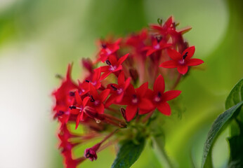 Vibrant red flowers bloom in lush green foliage during a sunny day in a tropical garden