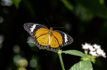 Colorful butterfly resting on a green leaf in a lush garden environment during daylight hours