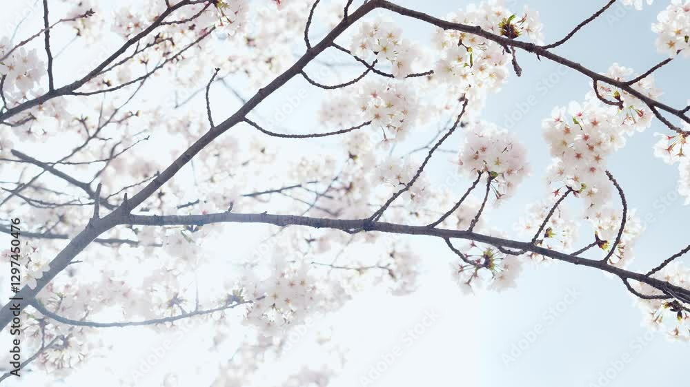 Aufkleber 桜、サクラ、花、植物、満開、花見、春、青空、美しい、開花、ピンク、風景、景色、日本、和風、木、桜の木、桜花、花弁、花びら、かわいい、枝、自然、新春、暖かい、公園、屋外、晴れ、ソメイヨシノ、明るい、咲く