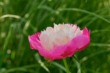 Vibrant pink flower blooming in a lush green field during springtime