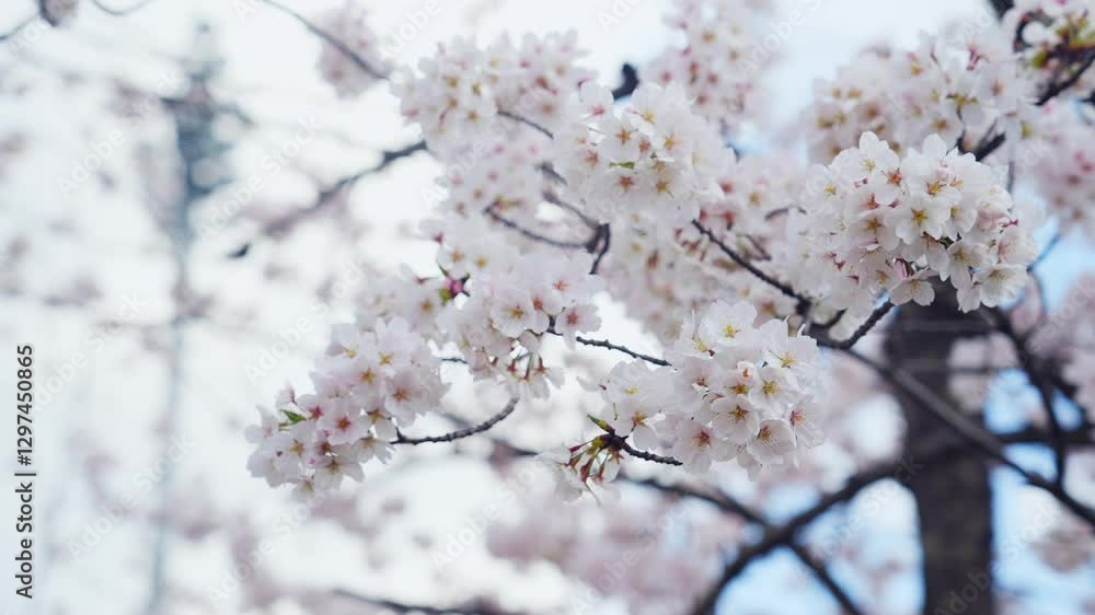 Aufkleber 桜、サクラ、花、植物、満開、花見、春、青空、美しい、開花、ピンク、風景、景色、日本、和風、木、桜の木、桜花、花弁、花びら、かわいい、枝、自然、新春、暖かい、公園、屋外、晴れ、桃色、ソメイヨシノ、明るい