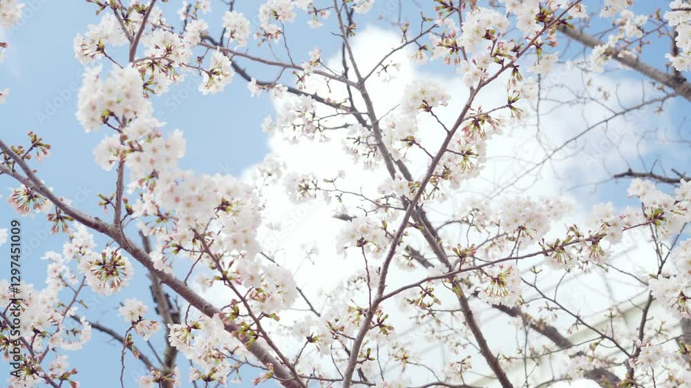 Aufkleber 桜、サクラ、花、植物、春、満開、花見、青空、美しい、開花、ピンク、風景、景色、日本、和風、木、桜の木、桜花、花弁、花びら、かわいい、枝、自然、新春、暖かい、公園、屋外、晴れ、桃色、ソメイヨシノ、明るい