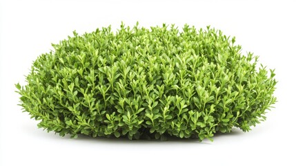 Lush green shrub isolated on white background