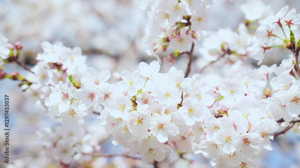 Aufkleber 桜、サクラ、花、植物、ソメイヨシノ、満開、花見、春、青空、美しい、開花、ピンク、風景、景色、日本、和風、木、桜の木、桜花、花弁、花びら、かわいい、枝、自然、新春、暖かい、公園、屋外、晴れ、桃色、明るい