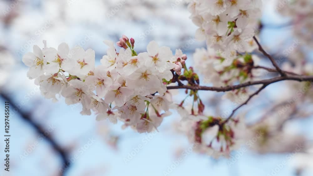 Aufkleber 桜、サクラ、花、植物、満開、花見、春、青空、美しい、開花、ピンク、風景、景色、日本、和風、木、桜の木、桜花、花弁、花びら、かわいい、枝、自然、新春、暖かい、公園、屋外、晴れ、桃色、ソメイヨシノ、明るい