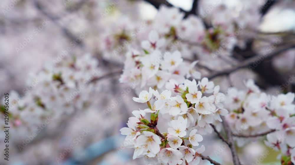 Aufkleber 桜、サクラ、花、植物、ソメイヨシノ、満開、花見、春、青空、美しい、開花、ピンク、風景、景色、日本、和風、木、桜の木、桜花、花弁、花びら、かわいい、枝、自然、新春、暖かい、公園、屋外、晴れ、桃色、明るい