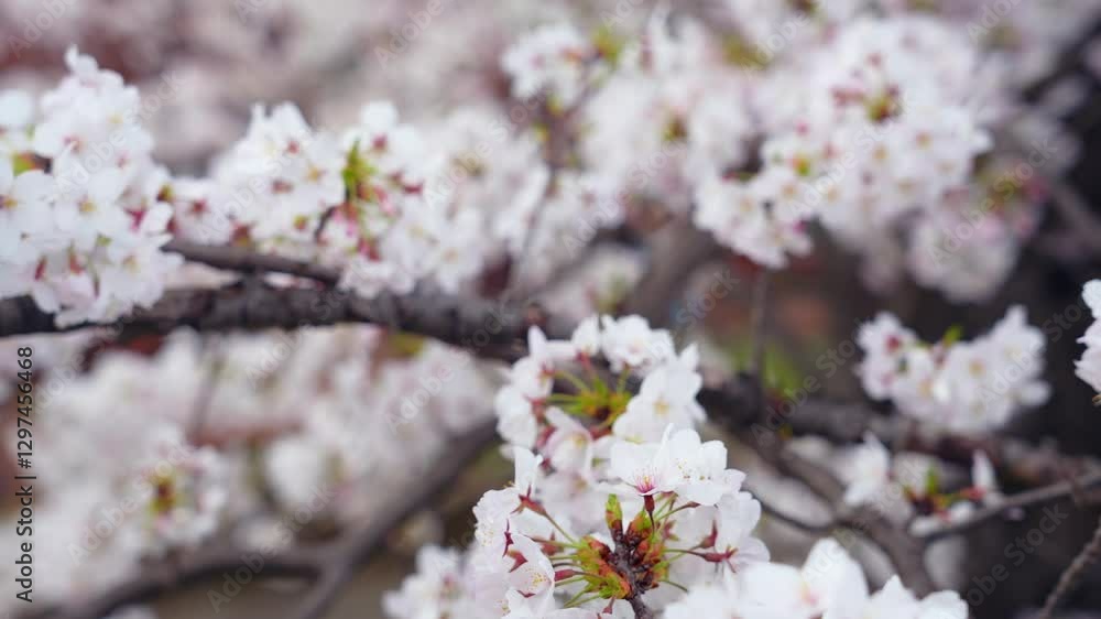 Aufkleber 桜、サクラ、花、植物、満開、花見、春、青空、美しい、開花、ピンク、風景、景色、日本、和風、木、桜の木、桜花、花弁、花びら、かわいい、枝、自然、新春、暖かい、公園、屋外、晴れ、桃色、ぼけ、ソメイヨシノ、