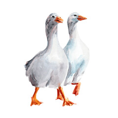 Farm, two cheerful geese, watercolor illustration
