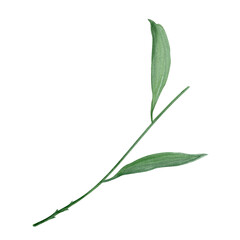 Flower stem with two elongated green leaves watercolor illustration. High quality hand-painted design element is perfect for patterns, botanical designs, posters, packages, prints, and cards decor.
