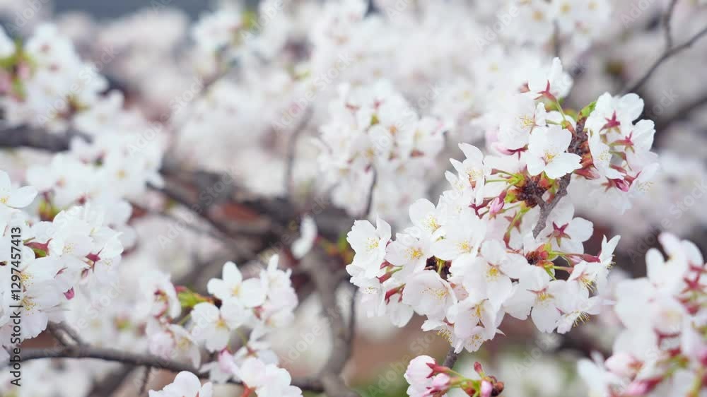 Aufkleber 桜、サクラ、花、植物、満開、花見、春、青空、美しい、開花、ピンク、風景、景色、日本、和風、木、桜の木、桜花、花弁、花びら、かわいい、枝、自然、新春、暖かい、公園、屋外、晴れ、桃色、ソメイヨシノ、明るい