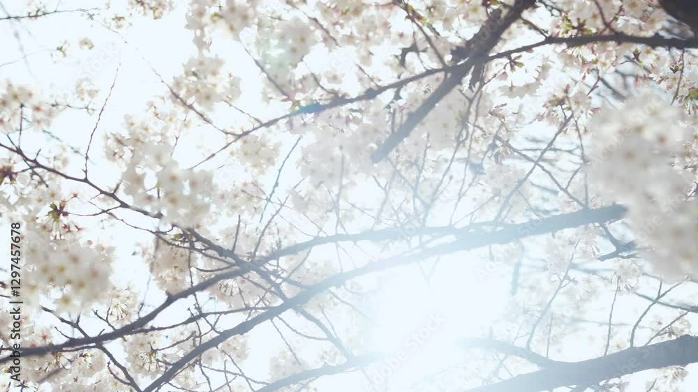 Aufkleber 桜、サクラ、花、植物、満開、花見、春、青空、美しい、開花、ピンク、風景、景色、日本、和風、木、桜の木、桜花、花弁、花びら、かわいい、枝、自然、新春、暖かい、公園、屋外、晴れ、桃色、ソメイヨシノ、明るい