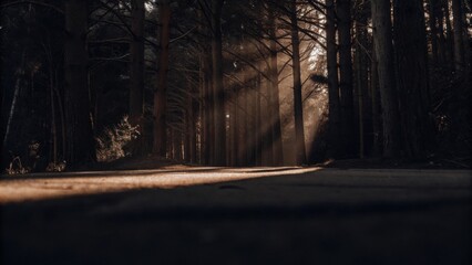 Emotional inspirational text. Emotional inspirational text with calming quotes in a sunlit forest setting for mindfulness themes. Calm Mindfulness Quotes.