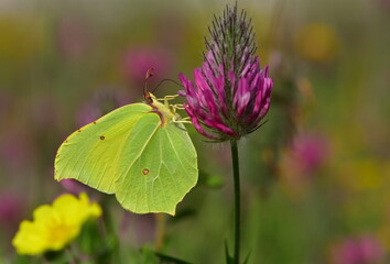 Gonepteryx rhamni 1153