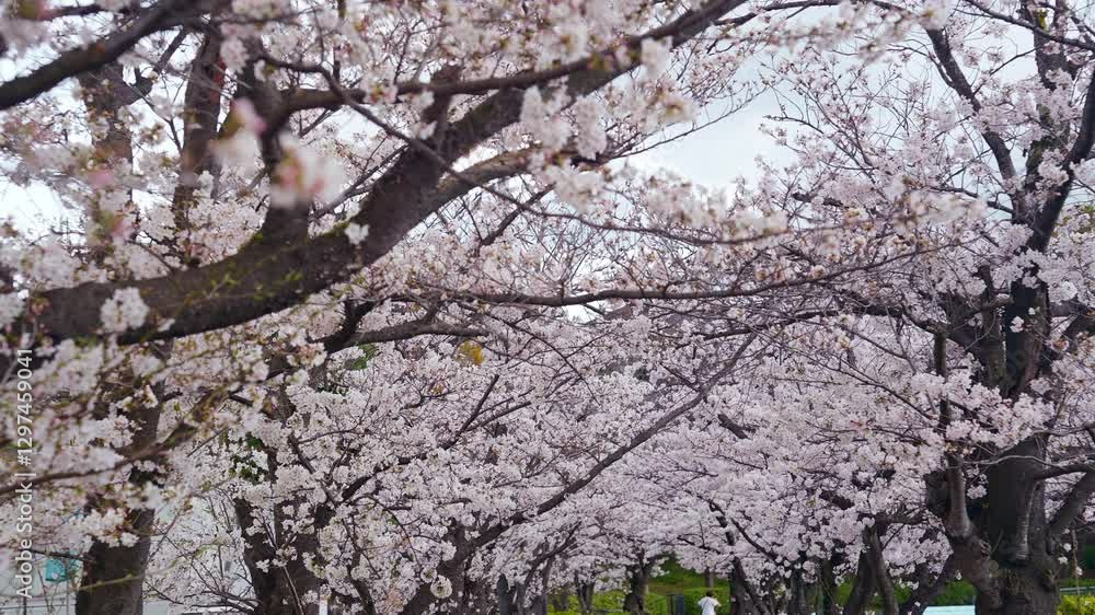 Aufkleber 桜、サクラ、花、植物、満開、花見、春、青空、美しい、開花、ピンク、風景、景色、日本、和風、木、桜の木、桜花、花弁、花びら、かわいい、枝、自然、新春、暖かい、公園、屋外、晴れ、桃色、ソメイヨシノ、明るい