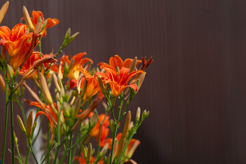 Taglilie braun rote Lilie im Garten (Hemerocallis) in voller Blüte