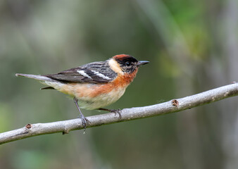 Male Bay-breasted Warbler on Branch
