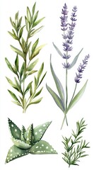 Fresh Green Herb Illustration