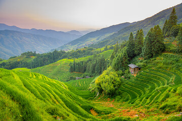 Lush green terraced rice fields under a clear blue sky, Longji