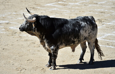 a spanish bull in a traditional spectacle of bullfight on spain