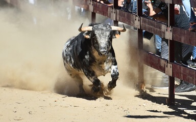 a spanish bull in a traditional spectacle of bullfight on spain