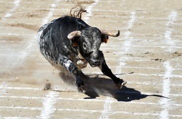a spanish bull in a traditional spectacle of bullfight on spain