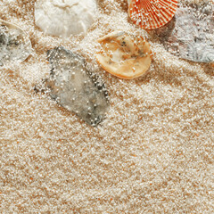 Colored Shells summer pattern on sandy beach, aesthetic nature still life, organic shapes, beauty nature background. Closeup seashells at Soft lighting, warm tones create natural, beachy mood
