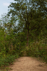 Green tropical forests in the dry season retain most of their greenery, even though rainfall decreases.