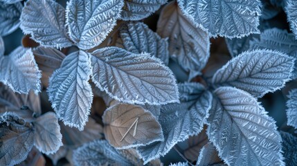 A detailed close-up of leaves covered in frost, displaying intricate ice crystal formations. The cool blue tones and delicate textures