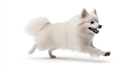 Obraz premium Happy White Dog Running Playfully in Studio Against White Background