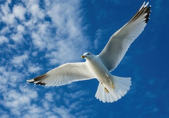 Obraz premium Majestic Seagull in Flight Against a Bright Blue Sky with Fluffy White Clouds and Wing Tips Highlighted by the Sunlight, Capturing Nature's Beauty