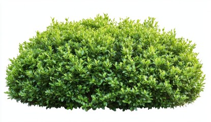 Obraz premium Lush Green Bush Isolated View