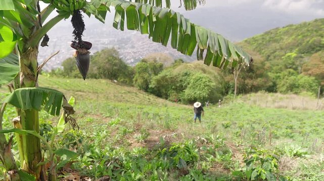 Wide view during daylight of a Banana tree with a farmer in a plantation.