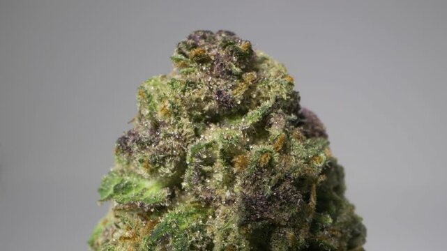 Cannabis flower bud that has been dried and cured. Probe lens macro. Extreme closeup. Rotating and looping.