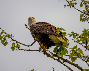 Bald eagle perches on a branch surrounded by green leaves in a scenic outdoor setting in Alaskan morning light.