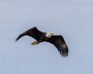Alaskan Bald eagle soaring gracefully over a serene blue sky during midday