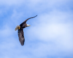 Alaskan bald eagle setting up for landing.