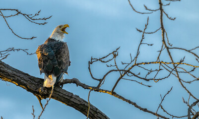 American bald eagle yawns as it perches in a tree.