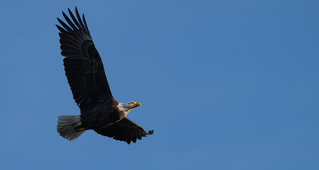 Bald eagle in flight against a blue sky.