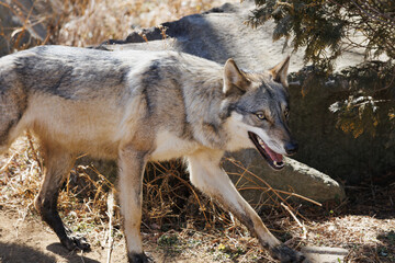 こちらに向かって歩いて来るオオカミ