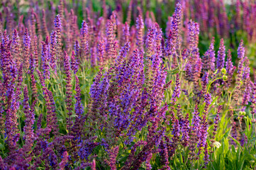 Fototapeta premium The lavender in the park is blooming with beautiful purple red flowers, very beautiful