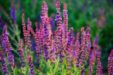 The lavender in the park is blooming with beautiful purple red flowers, very beautiful