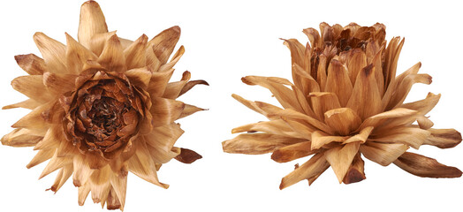 set of naturally dried or faded dahlia flowers still retaining its shape isolated white background,...