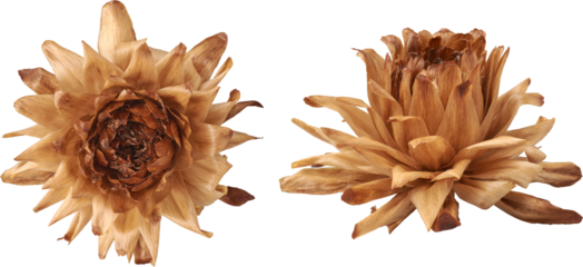 set of naturally dried or faded dahlia flowers still retaining its shape isolated white background, blossom after completes its life cycle with brown beige color in different angles