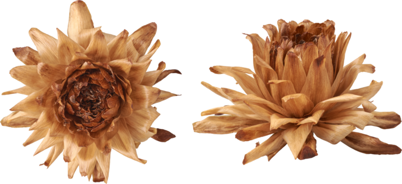 set of naturally dried or faded dahlia flowers still retaining its shape isolated white background, blossom after completes its life cycle with brown beige color in different angles