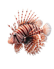 Lion of the Reef: The Striking Beauty of the Lionfish