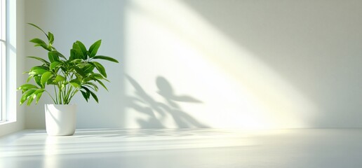 Potted plant sits on the windowsill, bathed in morning sunlight on blank wall
